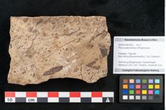 Foto (Objekt + Etikett) von Pinus palaeostrobus Ettingshausen (NHMW-GEO-2024-0188-8262)
